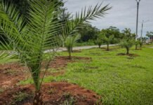 Chapada gasta R$ 4 mi em mudas para ‘embelezar’ cidade e população se revolta