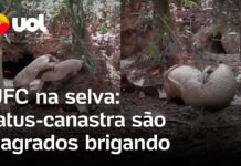 Veja Vídeo – UFC na selva: tatus-canastra são flagrados brigando por território em Roraima