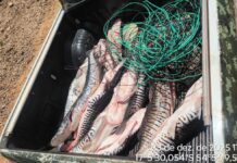 PM apreende 105 kg de pescado em freezers clandestinos no Rio Itiquira