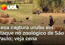 Veja Vídeo – Leoa viraliza ao ser flagrada capturando urubu em zoológico de São Paulo; veja o momento