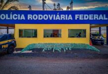 Caminhoneiro é preso com meia tonelada de cocaína no veículo