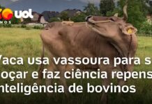 Veja Vídeo – Vaca usa vassoura para se coçar e faz ciência repensar inteligência de bovinos; veja