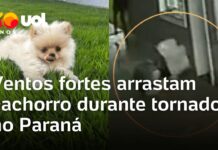 Veja Vídeo – Ventos fortes arrastam cachorro durante passagem de tornado no Paraná; veja