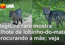 Veja Vídeo – Filhote de lobinho-do-mato perdido vocaliza em busca da mãe no Pantanal; veja