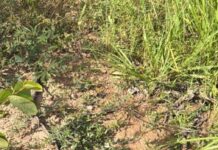 Crânio humano é encontrado em matagal da Ponte de Ferro