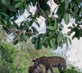 Veja Vídeo – Onça-pintada desfila ao lado de filhote em cena rara em Poconé; veja