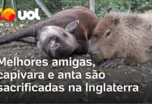 Veja Vídeo – Amizade até o fim: capivara e anta são sacrificadas juntas no Reino Unido; veja
