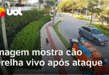 Veja Vídeo – Defesa mostra vídeo do cão Orelha vivo após ataque; polícia confirma