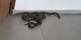 Cobra caninana é capturada na sede de secretaria municipal