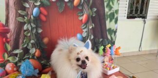 Pets entram no clima da Páscoa e ganham ovos especiais em Cuiabá