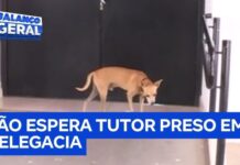Veja Vídeo – Cachorro fica dia e noite em frente a distrito policial à espera do dono preso; veja