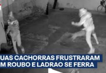 Veja Vídeo – Ladrão se dá mal ao tentar roubar casa com cachorros; animais reagiram a invasão