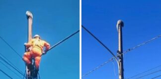 Bombeiros resgatam ouriço em poste de iluminação pública