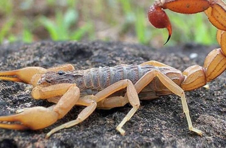 Cuiabá teve 50 ocorrências de acidentes com animais peçonhentos; Morada da Serra lidera