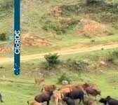 Vídeo de criança cercada por bovinos chama atenção por causa da reação de uma vaca; veja