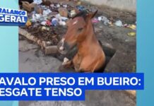 Veja Vídeo – Cavalo cai em bueiro sem tampa e mobiliza moradores em resgate na Paraíba