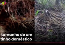 Veja Vídeo – O menor felino selvagem do Brasil tem tamanho semelhante ao de um gato doméstico; veja