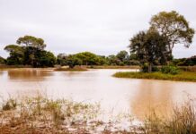 Período de defeso da Piracema será entre 1º de outubro de 2026 e 31 de janeiro de 2027 em MT