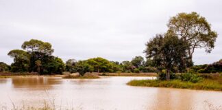 Período de defeso da Piracema será entre 1º de outubro de 2026 e 31 de janeiro de 2027 em MT