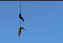 Veja Vídeo – Policial é içado de helicóptero com crocodilo que devorou homem na África do Sul