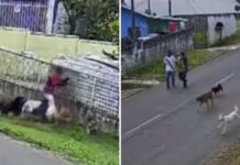 Veja Vídeo – Criança de 11 anos é atacada por nove cães no Paraná; veja vídeo