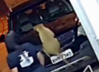 Veja Vídeo – Cão vira ‘funcionário CLT’ e viraliza com peripécias flagradas por câmera; veja