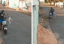Câmera flagra momento em que homem mata gato a pauladas