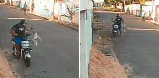Câmera flagra momento em que homem mata gato a pauladas