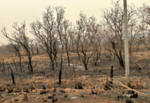 Corpo de Bombeiros combate 10 incêndios neste domingo e mantém outros dois sob controle