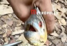 Veja Vídeo – Piolho-comedor-de-língua é retirado da boca de piranha e curiosidade impressiona; veja