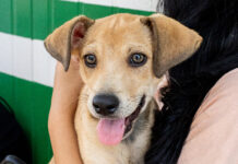 Adoções superam resgates e 35 animais encontram um novo lar no canil municipal