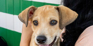 Adoções superam resgates e 35 animais encontram um novo lar no canil municipal