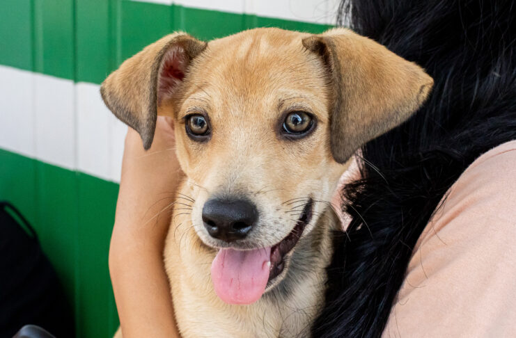 Adoções superam resgates e 35 animais encontram um novo lar no canil municipal