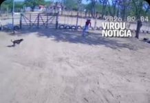 Veja Vídeo – De santinho na mão à correria: candidata foge de cachorros durante campanha na Bahia