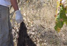 Acusado de matar e esquartejar mulher que o denunciou é preso no Pará