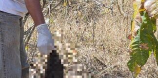 Acusado de matar e esquartejar mulher que o denunciou é preso no Pará