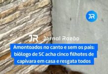 Veja Vídeo – Amontoados no canto: biólogo resgata cinco filhotes de capivara sem os pais em residência